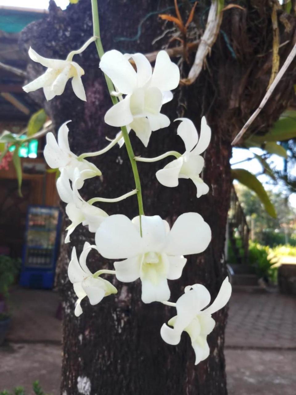 Xuanmai Garden Resort Pakse Exteriér fotografie