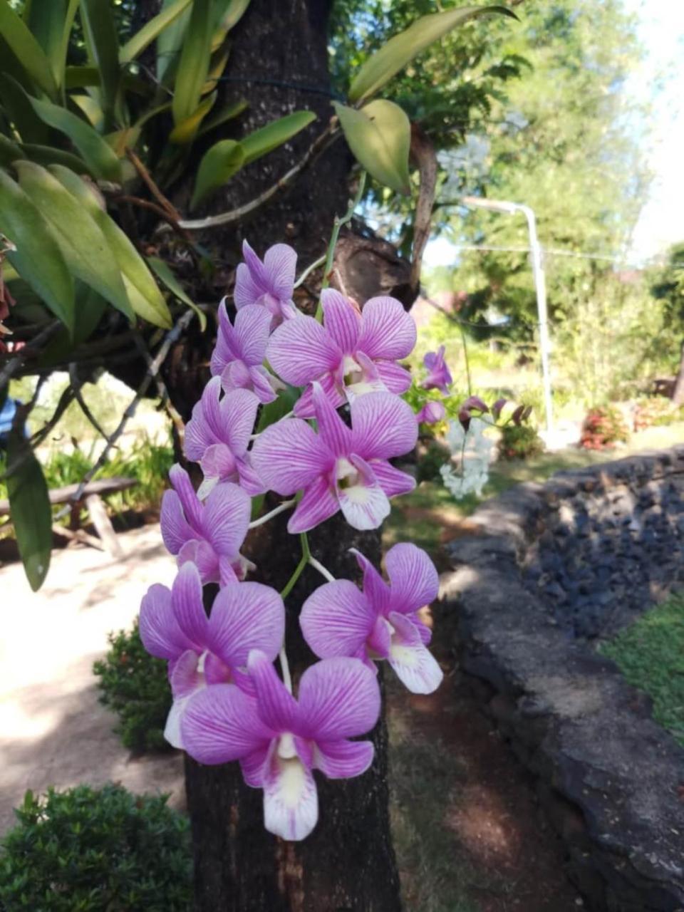 Xuanmai Garden Resort Pakse Exteriér fotografie